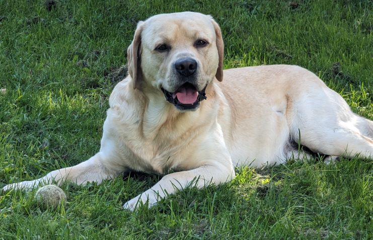 Dino the Lab